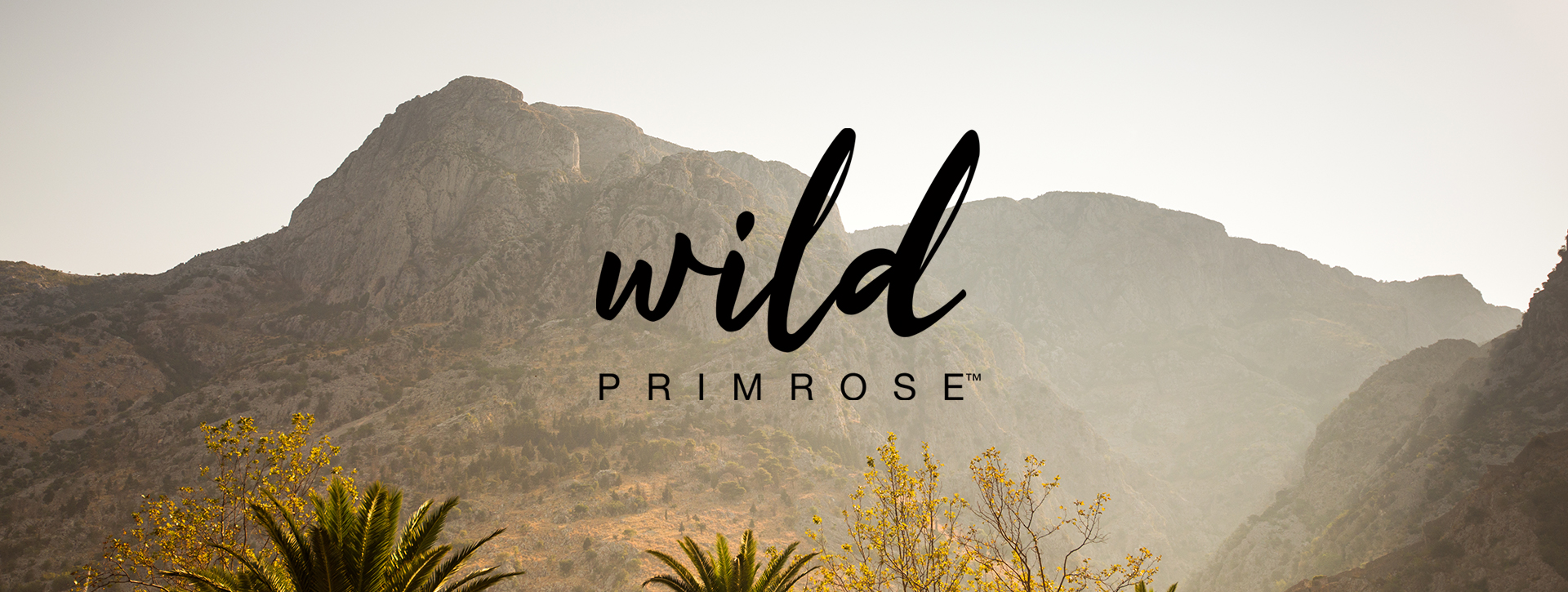 Wild-Primrose1